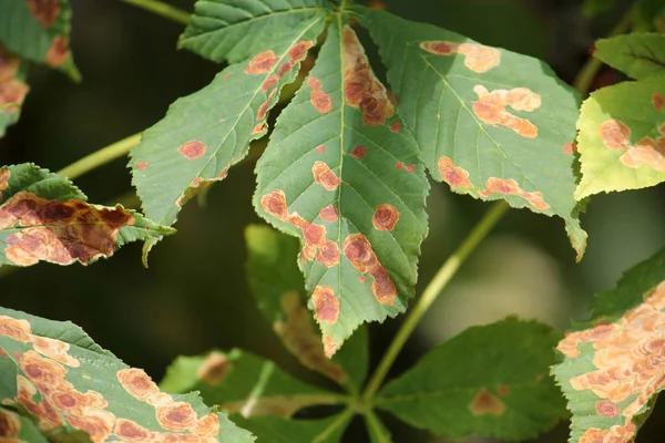 Close Green Leaves Ascomycete Fungus — Stock Photo, Image