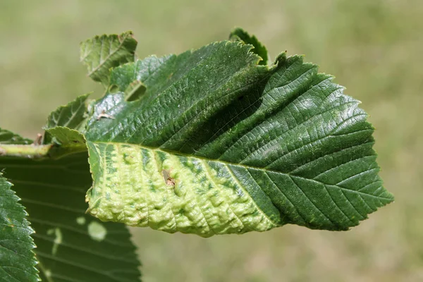 Gall Elm Currant Aphid Eriosoma Ulmi Green Leaf Ulmus Glabra — Stock Photo, Image