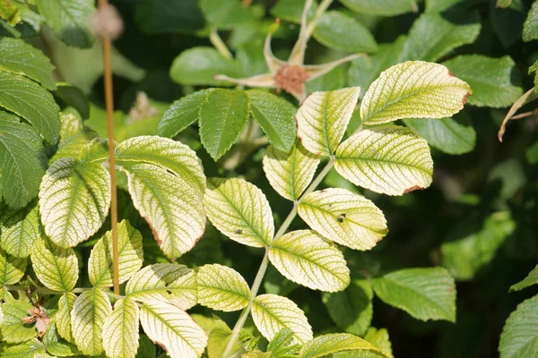 Зеленый Лист Пляжной Розы Rosa Rugosa Хлорозом Стоковая Картинка