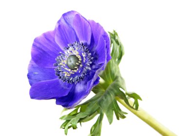 Anemone coronaria veya Yunan windflower beyaz arka plan üzerinde izole mavi çiçek