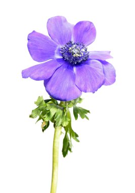 Anemone coronaria veya Yunan windflower beyaz arka plan üzerinde izole mor çiçek