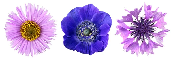Tre Olika Blå Och Lila Blommor Närbild Isolerad Vit Bakgrund — Stockfoto