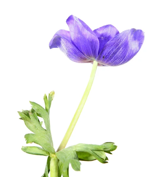 Fleur Pourpre Anémone Coronaire Windflower Grec Isolé Sur Fond Blanc — Photo