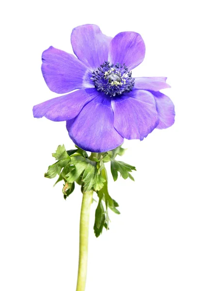 Flor Roxa Anemone Coronaria Girassol Grego Isolada Sobre Fundo Branco — Fotografia de Stock