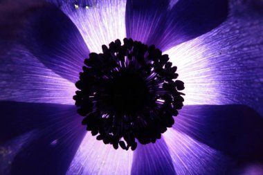 Mor çiçek Anemone coronaria veya Yunan windflower