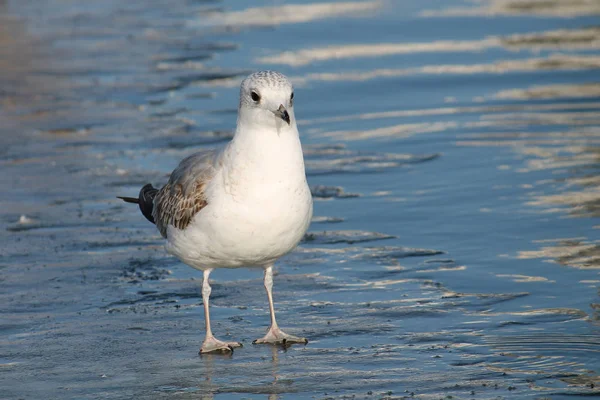 Gaviota Común Adulta Larus Canus Primer Plumaje Invierno Sobre Hielo —  Fotos de Stock