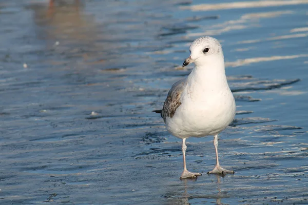 Gaviota Común Adulta Larus Canus Primer Plumaje Invierno Sobre Hielo —  Fotos de Stock