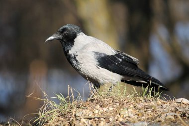 Belarus yetişkin kukuletalı karga (Corvus cornix)