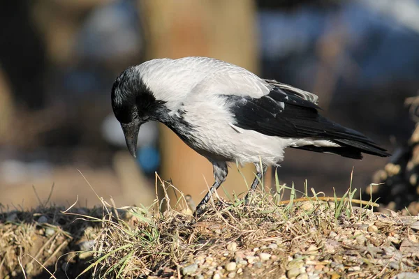 Дорослий Ворона Corvus Cornix Білорусі — стокове фото