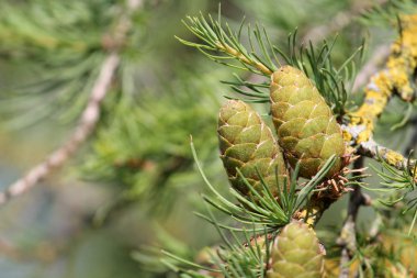 Avrupa Karaçam (Larix decidua) yeşil koni dalı