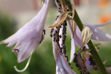 Siyah fasulye yaprak biti (Aphis fabae) muz lily (Hosta sp çiçeklerin üzerinde kolonisi.)