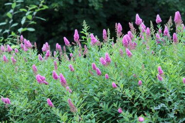 Çiçekli Spiraea salicifolia ya da bahçede Willowleaf Meadowsweet. Yeşil yapraklı ve pembe çiçekli çalıların genel görünümü