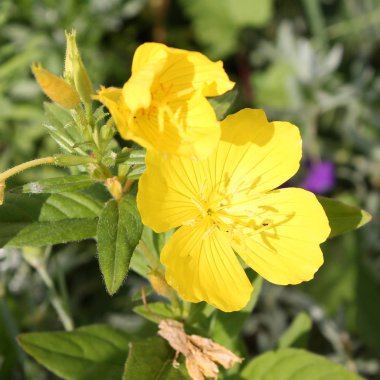 Sarı çiçek bahçesinde Oenothera biennis (ortak Evening primrose)