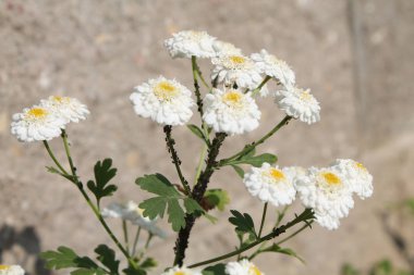 Koloni Achillea ptarmica veya Avrupa pellitory çift çiçekler üzerinde siyah fasulye yaprak biti (Aphis fabae)