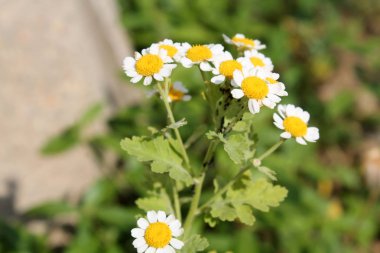 Siyah fasulye yaprak biti (Aphis fabae) üzerinde çiçekler Achillea ptarmica veya Avrupa pellitory kolonisi