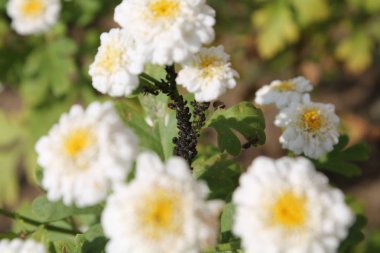 Koloni Achillea ptarmica veya Avrupa pellitory çift çiçekler üzerinde siyah fasulye yaprak biti (Aphis fabae)