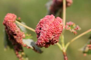 Safra akçaağaç mesane-safra mite veya Vasates quadripedes gümüş akçaağaç (Acer saccharinum) yaprağı üzerinde neden