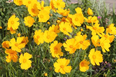 Large group of yellow flowers of lance-leaved coreopsis (Coreopsis lanceolata) on flowerbed clipart