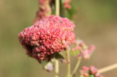 Safra akçaağaç mesane-safra mite veya Vasates quadripedes gümüş akçaağaç (Acer saccharinum) yaprağı üzerinde neden