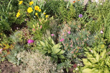 Yıllık ve çok yıllık bahçe bitkileri çeşitli ile karışık sınır. Sürekli çiçekli flowerbed