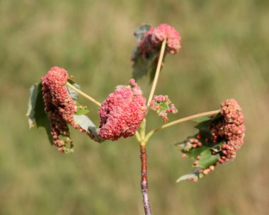 Safra akçaağaç mesane-safra mite veya Vasates quadripedes gümüş akçaağaç (Acer saccharinum) yaprağı üzerinde neden