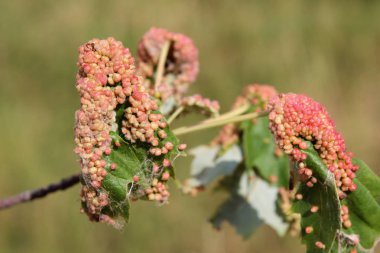 Safra akçaağaç mesane-safra mite veya Vasates quadripedes gümüş akçaağaç (Acer saccharinum) yaprağı üzerinde neden