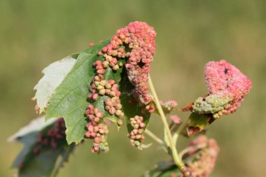 Safra akçaağaç mesane-safra mite veya Vasates quadripedes gümüş akçaağaç (Acer saccharinum) yaprağı üzerinde neden