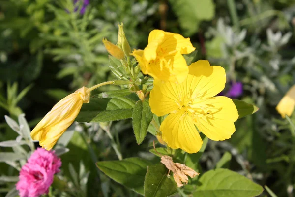 Κίτρινα Άνθη Του Oenothera Biennis Κοινή Νυχτολούλουδου Στον Κήπο — Φωτογραφία Αρχείου