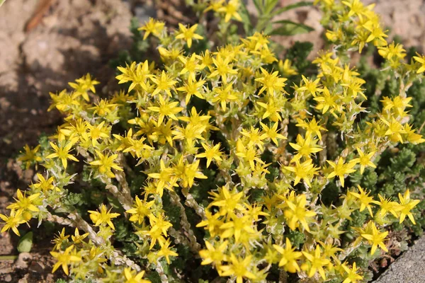 Yellow Flowers Sedum Acre Goldmoss Stonecrop — Stock Photo, Image