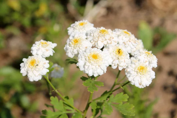 Λευκά Διπλά Λουλούδια Του Αχιλλέα Ptarmica Ευρωπαϊκό Pellitory Στον Κήπο — Φωτογραφία Αρχείου