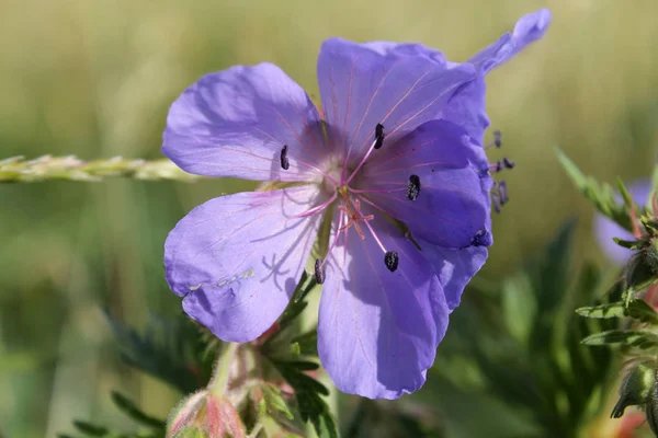 ゼラニウム Pratense または草原ゼラニウムの青い花 — ストック写真