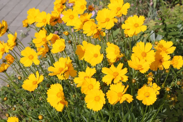 코레오 Coreopsis Lanceolata 꽃들의 — 스톡 사진