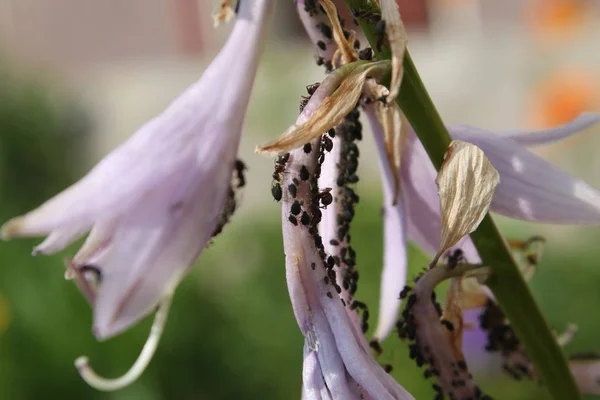 Колония Черной Фасоли Aphis Fabae Цветах Банановой Лилии Hosta Стоковая Картинка