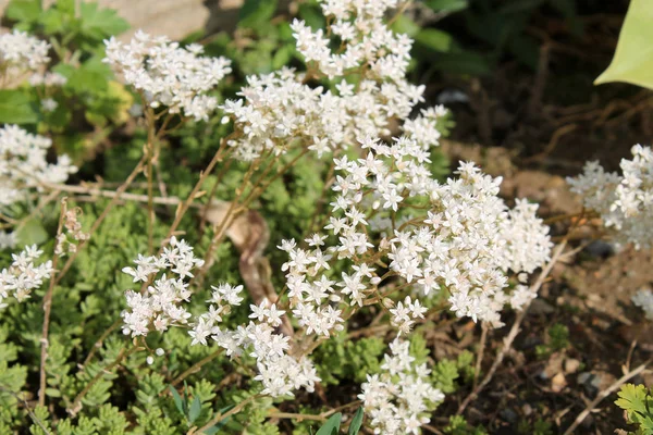 Květiny Sedum Album Nebo Bílé Rozchodníků Celkový Pohled Skupinu Kvetoucích Stock Snímky