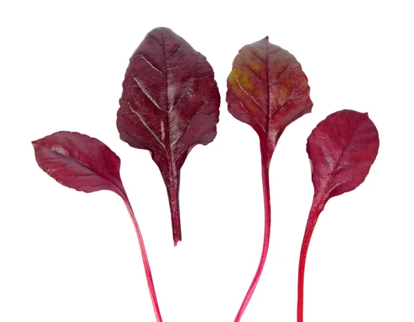 Φρέσκα Σέσκουλα Νέοι Κόκκινα Φύλλα Απομονωθεί Λευκό Φόντο — Φωτογραφία Αρχείου
