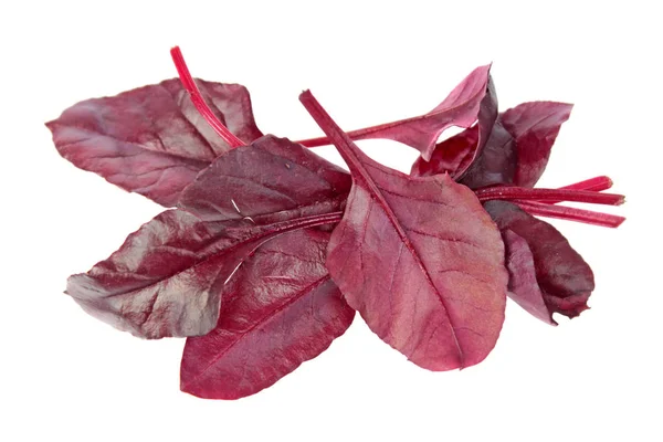 Feuilles Fraîches Jeunes Blettes Rouges Isolées Sur Fond Blanc Images De Stock Libres De Droits