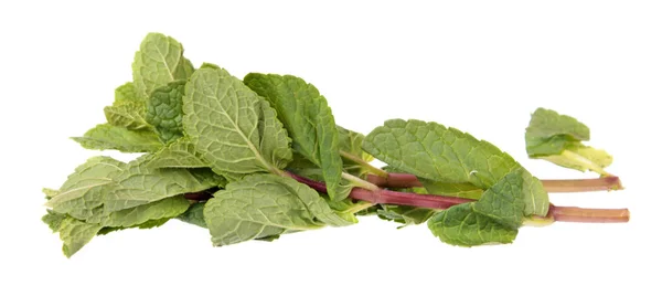 Mint Filial Med Färska Gröna Blad Isolerade Vit Bakgrund — Stockfoto