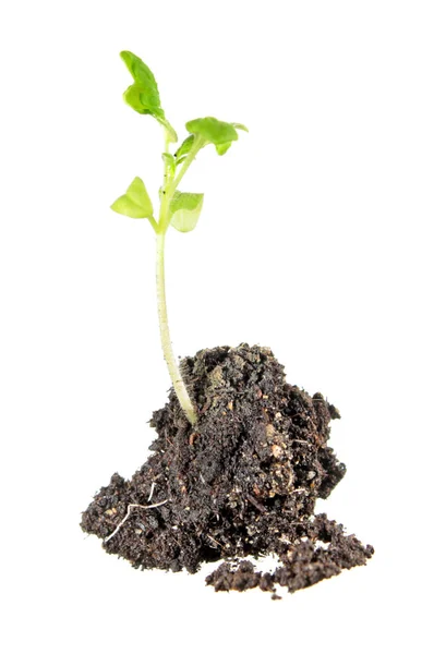 Planta Cultivada Sementes Tomate Com Folhas Verdes Sistema Radicular Isolado — Fotografia de Stock