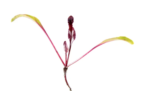 Fide Pancar Bitki Yaprakları Beyaz Arka Plan Üzerinde Izole Kök — Stok fotoğraf
