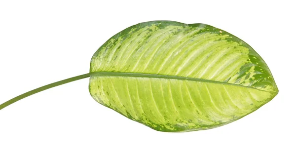 Duży Zielony Liść Tropikalnej Rośliny Dieffenbachia Seguine Lub Dumbcane Izolowane — Zdjęcie stockowe