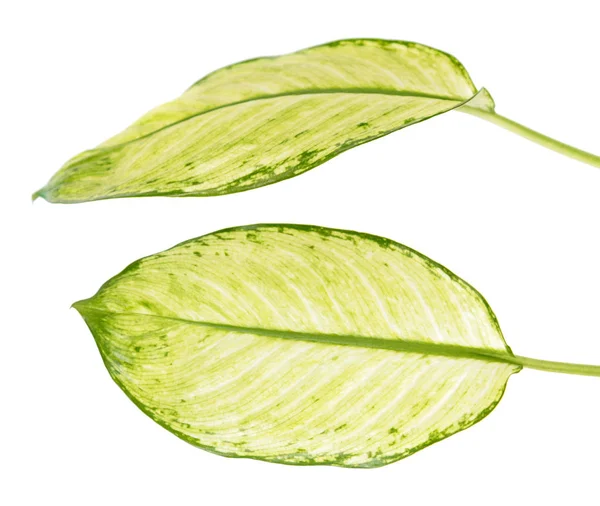 Large Green Leaf Tropical Plant Dieffenbachia Seguine Dumbcane Isolated White — Stock Photo, Image