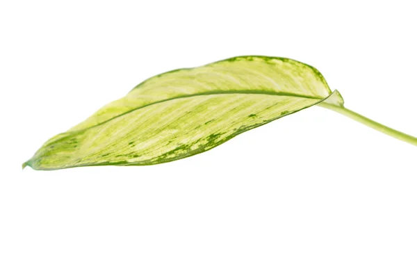 Large Green Leaf Tropical Plant Dieffenbachia Seguine Dumbcane Isolated White — Stock Photo, Image