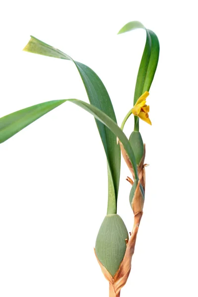 Maxillaria Variabilis Переменная Maxillaria Орхидея Желтым Цветком Зелеными Листьями Изолированы — стоковое фото