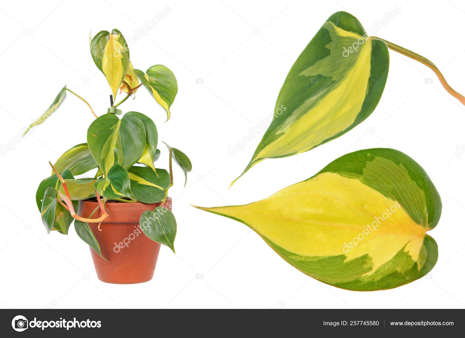 Philodendron Hederaceum Var Oxycardium Syn Philodendron Scandens Subsp  Oxycardium Isolated — Stock Photo © kazakovmaksim #257745580, image size:1600x1162