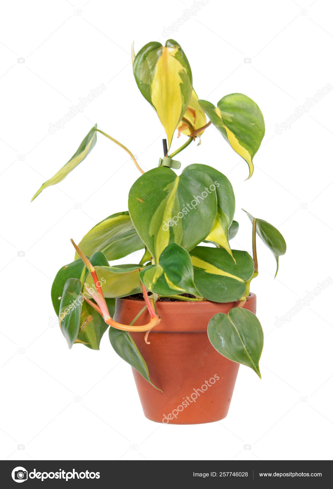Philodendron Hederaceum Var Oxycardium Syn Philodendron Scandens Subsp Oxycardium Variegated Stock Photo By C Kazakovmaksim 257746028