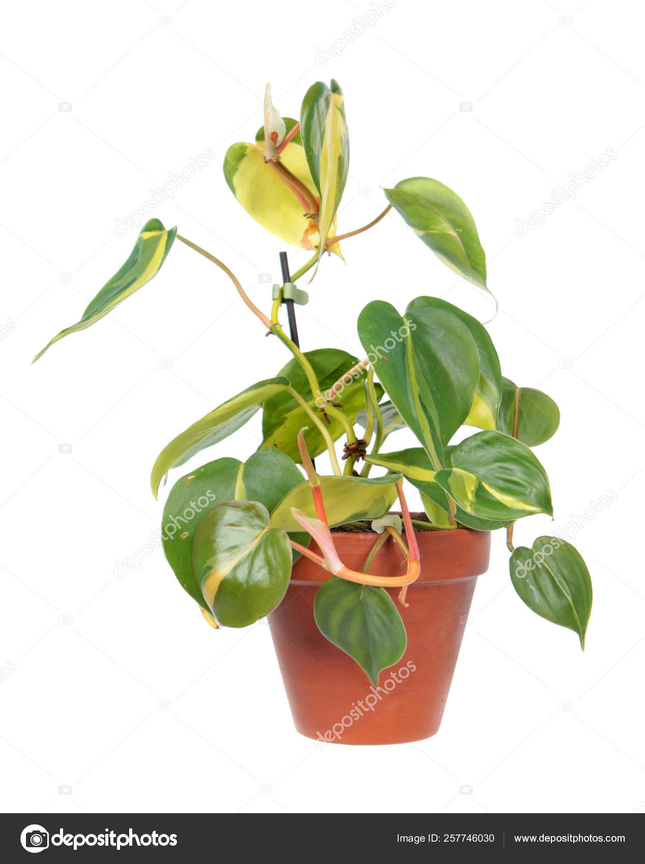 Philodendron Hederaceum Var Oxycardium Syn Philodendron Scandens Subsp  Oxycardium Variegated — Stock Photo © kazakovmaksim #257746030, image size:1268x1700