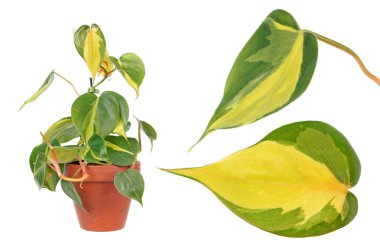 Philodendron hederaceum var. oxycardium (syn. Philodendron scandens subsp. oxycardium) beyaz arka plan üzerinde izole