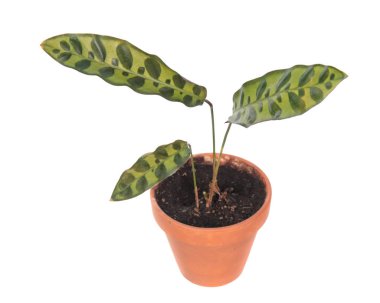 Calathea lancifolia veya Çıngıraklı yılan Bitkisi (syn. Calathea insignis) beyaz arka plan üzerinde izole saksı