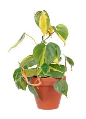 Philodendron hederaceum var. oxycardium (syn. Philodendron scandens subsp. oxycardium) beyaz arka plan üzerinde izole saksı da alacalı yeşil yaprakları ile