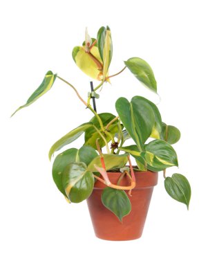 Philodendron hederaceum var. oxycardium (syn. Philodendron scandens subsp. oxycardium) beyaz arka plan üzerinde izole saksı da alacalı yeşil yaprakları ile